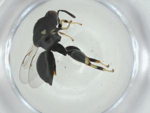  ( - CBG-A34985-C04)  @11 [ ] CreativeCommons - Attribution Share - Alike (2024) Centre for Biodiversity Genomics Centre for Biodiversity Genomics