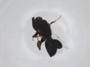  ( - CBG-A34993-F09)  @11 [ ] CreativeCommons - Attribution Share - Alike (2024) Centre for Biodiversity Genomics Centre for Biodiversity Genomics