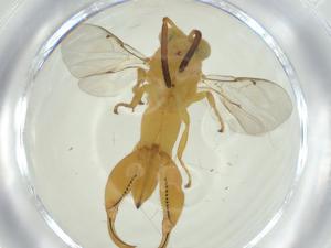  ( - CBG-A34996-G03)  @11 [ ] CreativeCommons - Attribution Share - Alike (2024) Centre for Biodiversity Genomics Centre for Biodiversity Genomics