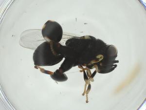  ( - CBG-A34996-H02)  @11 [ ] CreativeCommons - Attribution Share - Alike (2024) Centre for Biodiversity Genomics Centre for Biodiversity Genomics