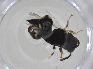  ( - CBG-A34997-B03)  @11 [ ] CreativeCommons - Attribution Share - Alike (2024) Centre for Biodiversity Genomics Centre for Biodiversity Genomics