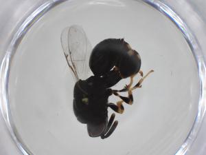  ( - CBG-A34997-D05)  @11 [ ] CreativeCommons - Attribution Share - Alike (2024) Centre for Biodiversity Genomics Centre for Biodiversity Genomics