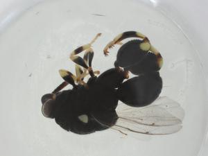  ( - CBG-A35001-A03)  @11 [ ] CreativeCommons - Attribution Share - Alike (2024) Centre for Biodiversity Genomics Centre for Biodiversity Genomics