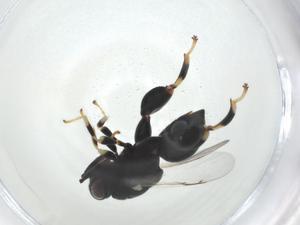  (chalMalaise01 malaise5285 - CBG-A35001-F01)  @11 [ ] CreativeCommons - Attribution Share - Alike (2024) Centre for Biodiversity Genomics Centre for Biodiversity Genomics