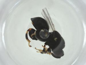  ( - CBG-A35002-D05)  @11 [ ] CreativeCommons - Attribution Share - Alike (2024) Centre for Biodiversity Genomics Centre for Biodiversity Genomics