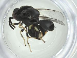  (chalMalaise01 malaise5288 - CBG-A35002-H04)  @11 [ ] CreativeCommons - Attribution Share - Alike (2024) Centre for Biodiversity Genomics Centre for Biodiversity Genomics