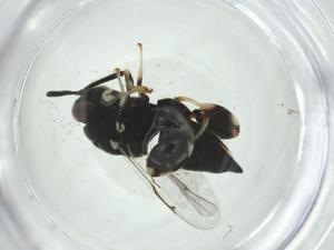  ( - CBG-A35287-H03)  @11 [ ] CreativeCommons - Attribution Share - Alike (2024) Centre for Biodiversity Genomics Centre for Biodiversity Genomics