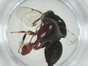  (chalMalaise01 Malaise8291 - CBG-A35290-C09)  @11 [ ] CreativeCommons - Attribution Share - Alike (2024) Centre for Biodiversity Genomics Centre for Biodiversity Genomics