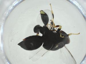  ( - CBG-A35290-F08)  @11 [ ] CreativeCommons - Attribution Share - Alike (2024) Centre for Biodiversity Genomics Centre for Biodiversity Genomics