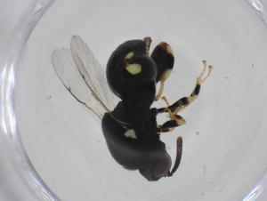  ( - CBG-A35291-C11)  @11 [ ] CreativeCommons - Attribution Share - Alike (2024) Centre for Biodiversity Genomics Centre for Biodiversity Genomics