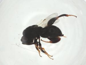  ( - CBG-A35293-H10)  @11 [ ] CreativeCommons - Attribution Share - Alike (2024) Centre for Biodiversity Genomics Centre for Biodiversity Genomics