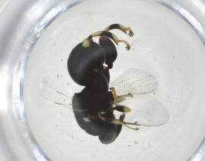  (chalMalaise01 malaise3932 - CBG-A35296-F09)  @11 [ ] CreativeCommons - Attribution Share - Alike (2024) Centre for Biodiversity Genomics Centre for Biodiversity Genomics