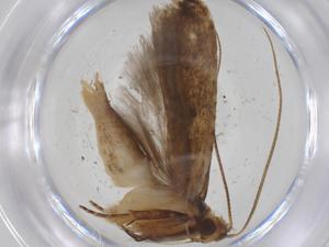  (Lygropia Malaise1326 - CBG-A35298-F09)  @11 [ ] CreativeCommons - Attribution Share - Alike (2024) Centre for Biodiversity Genomics Centre for Biodiversity Genomics