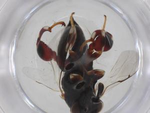  ( - CBG-A35304-C07)  @11 [ ] CreativeCommons - Attribution Share - Alike (2024) Centre for Biodiversity Genomics Centre for Biodiversity Genomics