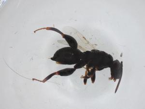  ( - CBG-A35316-E03)  @11 [ ] CreativeCommons - Attribution Share - Alike (2024) Centre for Biodiversity Genomics Centre for Biodiversity Genomics