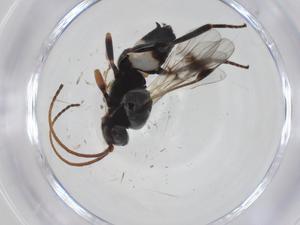  (Hypomicrogaster Malaise5803 - CBG-A35322-G09)  @11 [ ] CreativeCommons - Attribution Share - Alike (2024) Centre for Biodiversity Genomics Centre for Biodiversity Genomics