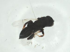  ( - CBG-A35324-E11)  @11 [ ] CreativeCommons - Attribution Share - Alike (2024) Centre for Biodiversity Genomics Centre for Biodiversity Genomics