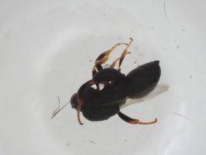  ( - CBG-A35325-B02)  @11 [ ] CreativeCommons - Attribution Share - Alike (2024) Centre for Biodiversity Genomics Centre for Biodiversity Genomics