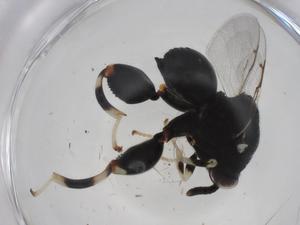  ( - CBG-A35331-D07)  @11 [ ] CreativeCommons - Attribution Share - Alike (2024) Centre for Biodiversity Genomics Centre for Biodiversity Genomics