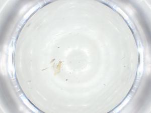  ( - CBG-A35332-F11)  @11 [ ] CreativeCommons - Attribution Share - Alike (2024) Centre for Biodiversity Genomics Centre for Biodiversity Genomics