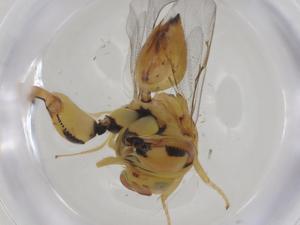  (chalMalaise01 Malaise5350 - CBG-A35351-B04)  @11 [ ] CreativeCommons - Attribution Share - Alike (2024) Centre for Biodiversity Genomics Centre for Biodiversity Genomics