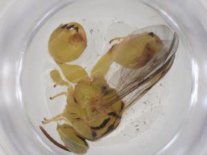  ( - CBG-A35355-B04)  @11 [ ] CreativeCommons - Attribution Share - Alike (2024) Centre for Biodiversity Genomics Centre for Biodiversity Genomics