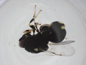  ( - CBG-A35358-A04)  @11 [ ] CreativeCommons - Attribution Share - Alike (2024) Centre for Biodiversity Genomics Centre for Biodiversity Genomics