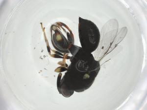  ( - CBG-A35359-H06)  @11 [ ] CreativeCommons - Attribution Share - Alike (2024) Centre for Biodiversity Genomics Centre for Biodiversity Genomics