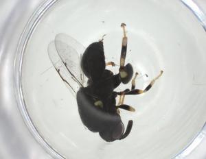  ( - CBG-A35362-H05)  @11 [ ] CreativeCommons - Attribution Share - Alike (2024) Centre for Biodiversity Genomics Centre for Biodiversity Genomics