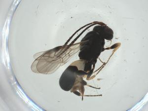  (Chelonus Janzen7264 - CBG-A35363-E09)  @11 [ ] CreativeCommons - Attribution Share - Alike (2024) Centre for Biodiversity Genomics Centre for Biodiversity Genomics