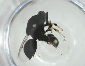  (chalMalaise01 malaise0519 - CBG-A35365-C07)  @11 [ ] CreativeCommons - Attribution Share - Alike (2024) Centre for Biodiversity Genomics Centre for Biodiversity Genomics