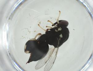  (chalMalaise01 malaise0066 - CBG-A35365-G04)  @11 [ ] CreativeCommons - Attribution Share - Alike (2024) Centre for Biodiversity Genomics Centre for Biodiversity Genomics