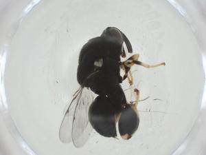  ( - CBG-A35366-B11)  @11 [ ] CreativeCommons - Attribution Share - Alike (2024) Centre for Biodiversity Genomics Centre for Biodiversity Genomics