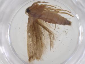  ( - CBG-A35367-B01)  @11 [ ] CreativeCommons - Attribution Share - Alike (2024) Centre for Biodiversity Genomics Centre for Biodiversity Genomics