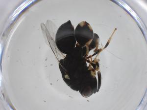  ( - CBG-A36379-G07)  @11 [ ] CreativeCommons - Attribution Share - Alike (2024) Centre for Biodiversity Genomics Centre for Biodiversity Genomics