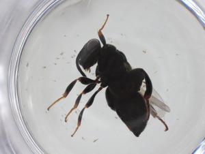  ( - CBG-A36379-H02)  @11 [ ] CreativeCommons - Attribution Share - Alike (2024) Centre for Biodiversity Genomics Centre for Biodiversity Genomics