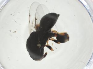  ( - CBG-A36380-H02)  @11 [ ] CreativeCommons - Attribution Share - Alike (2024) Centre for Biodiversity Genomics Centre for Biodiversity Genomics