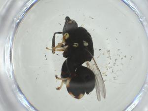  ( - CBG-A36381-C10)  @11 [ ] CreativeCommons - Attribution Share - Alike (2024) Centre for Biodiversity Genomics Centre for Biodiversity Genomics