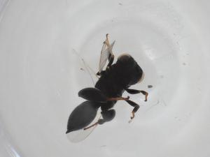  (chalMalaise01 malaise5345 - CBG-A36383-B07)  @11 [ ] CreativeCommons - Attribution Share - Alike (2024) Centre for Biodiversity Genomics Centre for Biodiversity Genomics