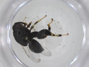  ( - CBG-A36383-D03)  @11 [ ] CreativeCommons - Attribution Share - Alike (2024) Centre for Biodiversity Genomics Centre for Biodiversity Genomics