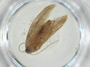  ( - CBG-A36385-G06)  @11 [ ] CreativeCommons - Attribution Share - Alike (2024) Centre for Biodiversity Genomics Centre for Biodiversity Genomics