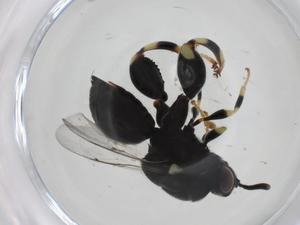  ( - CBG-A36386-A04)  @11 [ ] CreativeCommons - Attribution Share - Alike (2024) Centre for Biodiversity Genomics Centre for Biodiversity Genomics