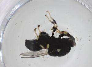  ( - CBG-A36386-A05)  @11 [ ] CreativeCommons - Attribution Share - Alike (2024) Centre for Biodiversity Genomics Centre for Biodiversity Genomics