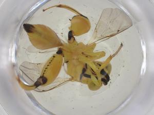  ( - CBG-A36386-B10)  @11 [ ] CreativeCommons - Attribution Share - Alike (2024) Centre for Biodiversity Genomics Centre for Biodiversity Genomics