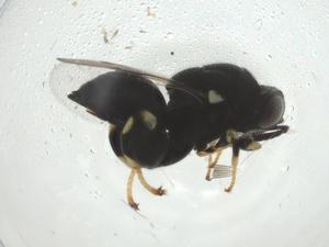  ( - CBG-A36388-F01)  @11 [ ] CreativeCommons - Attribution Share - Alike (2024) Centre for Biodiversity Genomics Centre for Biodiversity Genomics