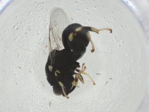  ( - CBG-A36388-G04)  @11 [ ] CreativeCommons - Attribution Share - Alike (2024) Centre for Biodiversity Genomics Centre for Biodiversity Genomics