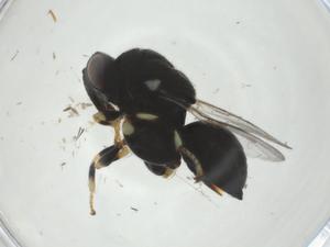  ( - CBG-A36388-H06)  @11 [ ] CreativeCommons - Attribution Share - Alike (2024) Centre for Biodiversity Genomics Centre for Biodiversity Genomics