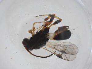  ( - CBG-A36390-B09)  @11 [ ] CreativeCommons - Attribution Share - Alike (2024) Centre for Biodiversity Genomics Centre for Biodiversity Genomics