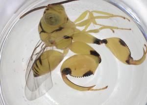  ( - CBG-A36390-H08)  @11 [ ] CreativeCommons - Attribution Share - Alike (2024) Centre for Biodiversity Genomics Centre for Biodiversity Genomics