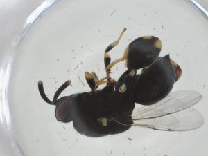  ( - CBG-A36394-E08)  @11 [ ] CreativeCommons - Attribution Share - Alike (2024) Centre for Biodiversity Genomics Centre for Biodiversity Genomics